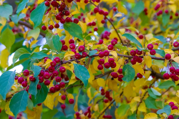 Paesaggio Autunnale Foto Schizzo Autunnale Foglie Rosse Bordeaux Gialle Petizione — Foto Stock