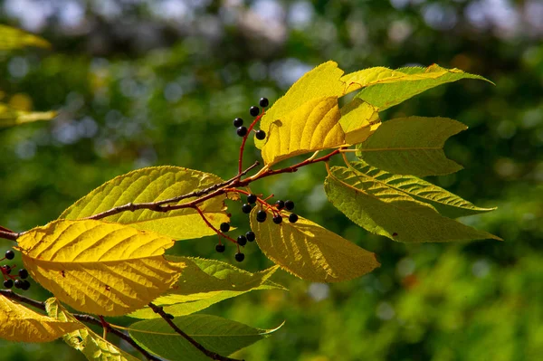 Fotografía Otoño Hojas Otoño Esta Época Del Año Los Árboles —  Fotos de Stock