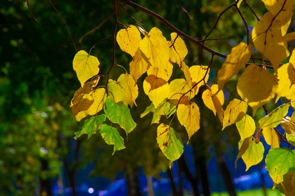 Autumn Landscape Sketch Autumn Photo Yellow Burgundy Red Leaves Summer — Stock Photo, Image