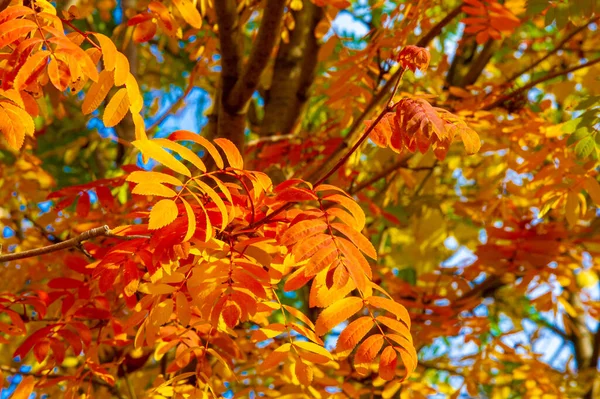 Paisaje Otoño Boceto Otoño Foto Hojas Rojas Color Burdeos Amarillo — Foto de Stock