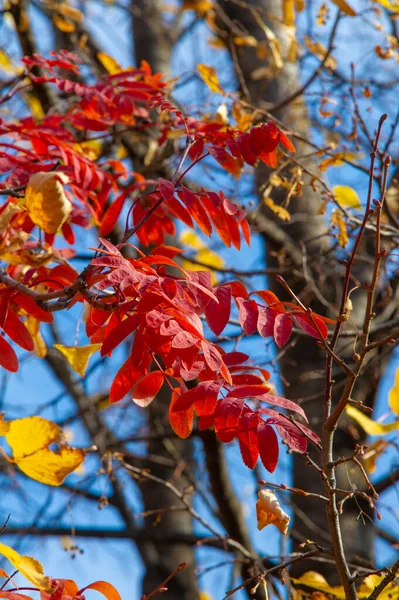 Sonbahar Manzarası Fotoğraftaki Sonbahar Çizimi Sarı Bordo Kırmızı Yapraklar Yaz — Stok fotoğraf