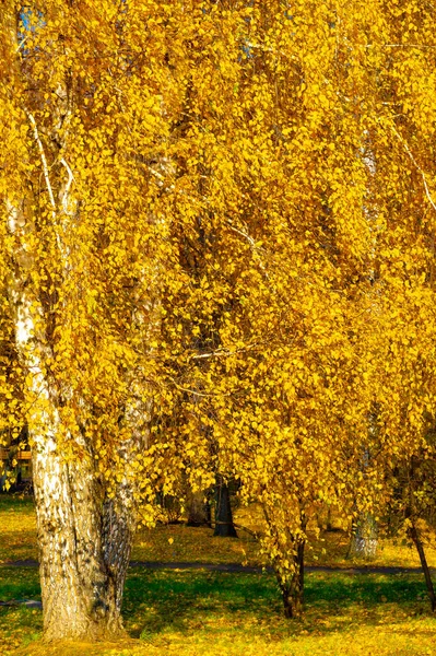 Herfst Landschap Schets Van Herfst Foto Geel Bordeaux Rode Bladeren — Stockfoto