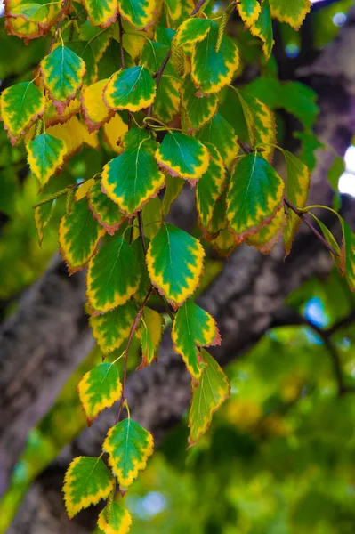 Fotografía Otoño Hojas Otoño Esta Época Del Año Los Árboles —  Fotos de Stock