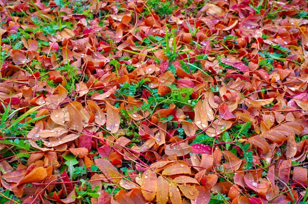 Autumn Photography Leaves Fall Time Year Trees Seem Come Life — Stock Photo, Image