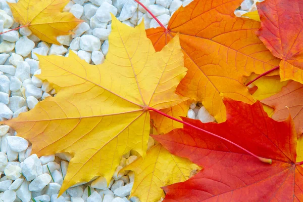 Paesaggio Autunnale Foto Schizzo Autunnale Foglie Rosse Bordeaux Gialle Petizione — Foto Stock