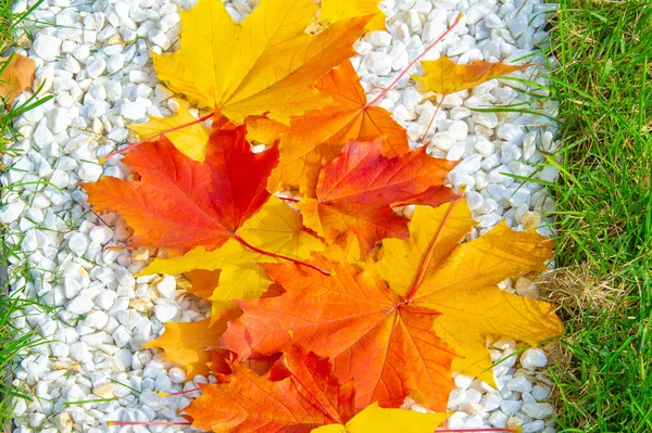 Paesaggio Autunnale Foto Schizzo Autunnale Foglie Rosse Bordeaux Gialle Petizione — Foto Stock