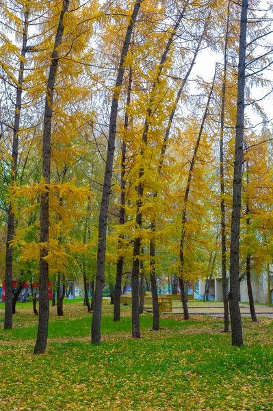 Sonbahar Fotoğrafçılığı Sonbaharda Yapraklar Yılın Zamanında Ağaçlar Turuncu Kırmızı Bakır — Stok fotoğraf