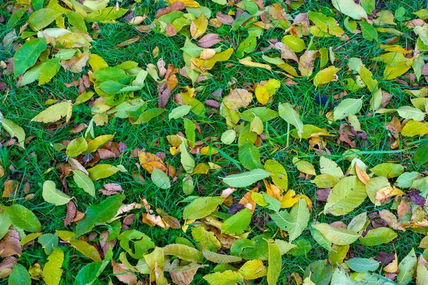 Herbstfotografie Blätter Herbst Dieser Zeit Des Jahres Scheinen Die Bäume — Stockfoto