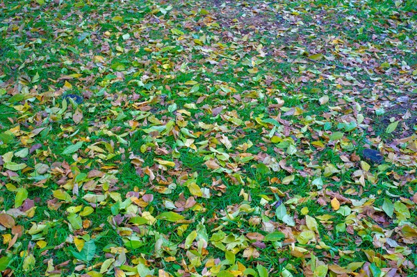 Photographie Automne Feuilles Automne Cette Période Année Les Arbres Semblent — Photo