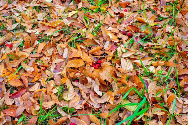 Herbstfotografie Blätter Herbst Dieser Zeit Des Jahres Scheinen Die Bäume — Stockfoto