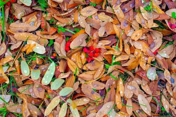 Herbstfotografie Blätter Herbst Dieser Zeit Des Jahres Scheinen Die Bäume — Stockfoto