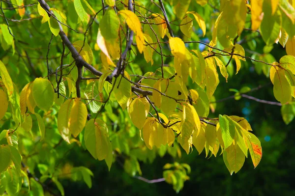 Autunno Fotografia Foglie Autunno Questo Periodo Dell Anno Gli Alberi — Foto Stock