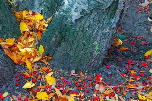 Fotografia Outono Folhas Outono Nesta Época Ano Árvores Parecem Ganhar — Fotografia de Stock