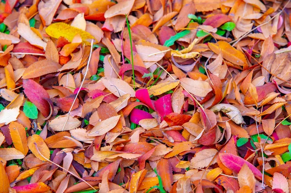 Herbstfotografie Blätter Herbst Dieser Zeit Des Jahres Scheinen Die Bäume — Stockfoto