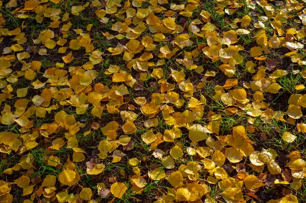 Bunte Herbstblätter Von Birke Laubbaum Mit Weißer Rinde Und Herzförmigen — Stockfoto