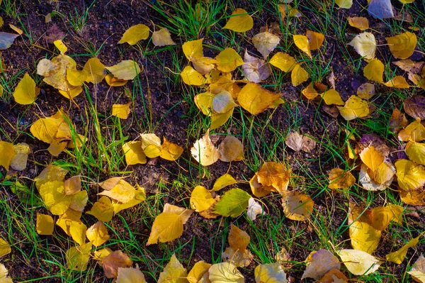 Barevné Podzimní Listy Břízy Listnatý Strom Bílou Kůrou Listy Tvaru — Stock fotografie