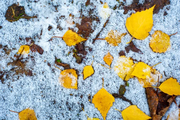 Folhas Outono Coloridas Bétula Árvore Caduca Com Casca Branca Com — Fotografia de Stock