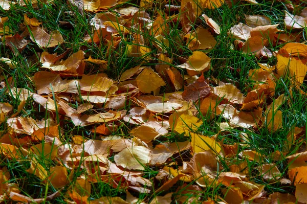 Coloridas Hojas Otoñales Abedul Árbol Caducifolio Con Corteza Blanca Con — Foto de Stock