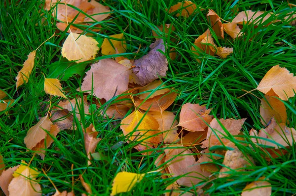 Kleurrijke Herfstbladeren Van Berken Loofbomen Met Witte Schors Hartvormige Bladeren — Stockfoto