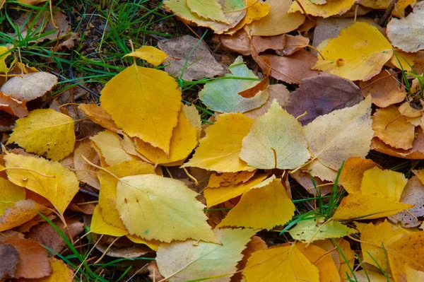 Feuilles Automne Colorées Bouleau Arbre Feuilles Caduques Avec Écorce Blanche — Photo