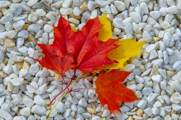 Hoja Arce Otoño Una Estructura Aplanada Una Planta Superior Similar — Foto de Stock