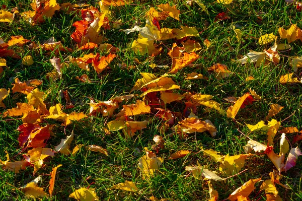 Autumn Maple Leaf Flattened Structure Higher Plant Similar Blade Attaches — Stock Photo, Image