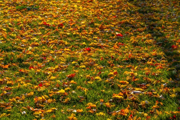 Autumn Maple Leaf Flattened Structure Higher Plant Similar Blade Attaches — Stock Photo, Image