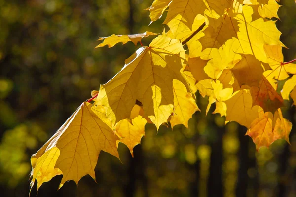 Daun Maple Musim Gugur Struktur Pipih Dari Tanaman Yang Lebih — Stok Foto