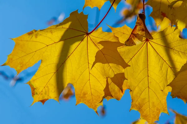 Осенний Кленовый Лист Плоская Структура Высокого Растения Похожая Лезвие Которое — стоковое фото