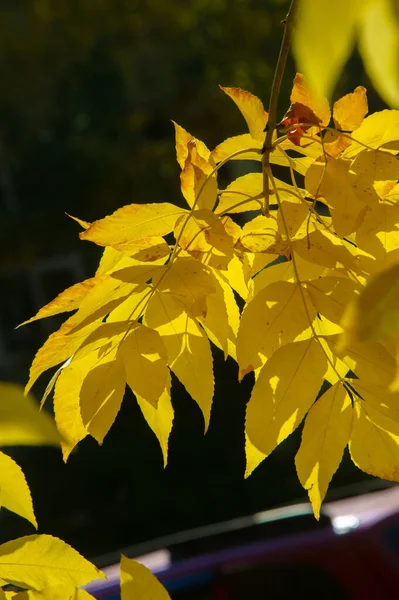 Hoja Arce Otoño Una Estructura Aplanada Una Planta Superior Similar — Foto de Stock