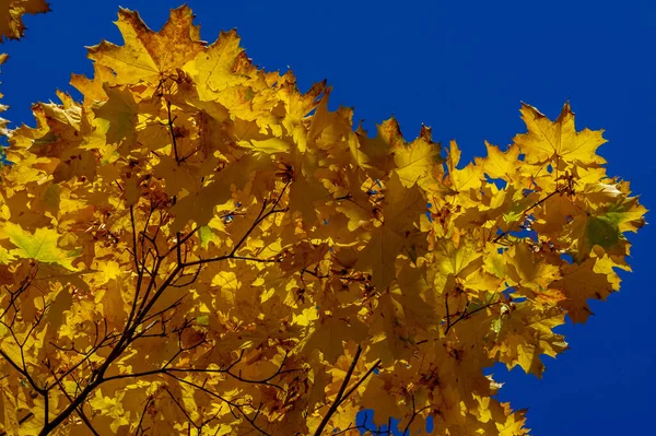 Herfst Esdoorn Blad Een Afgeplatte Structuur Van Een Hogere Plant — Stockfoto