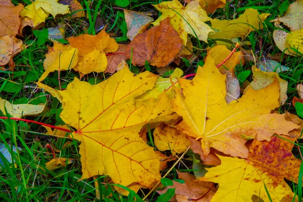 Feuille Érable Automne Structure Aplatie Une Plante Supérieure Semblable Une — Photo