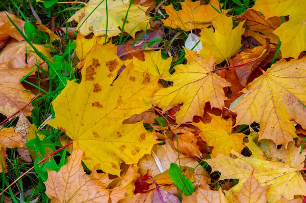 Hoja Arce Otoño Una Estructura Aplanada Una Planta Superior Similar — Foto de Stock