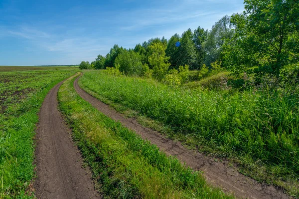 Letní Krajina Horké Letní Dny Venkovská Silnice Přes Pole Osázená — Stock fotografie