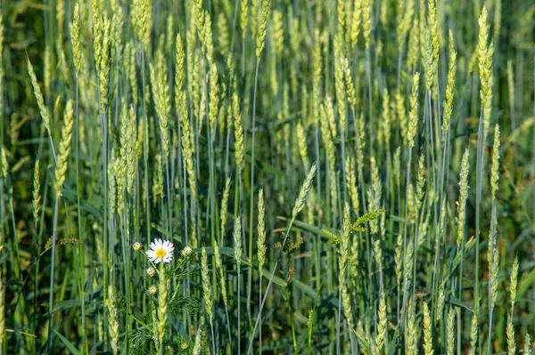 Sommarfoto Vete Ett Gräs Som Odlas Flitigt För Sitt Utsäde — Stockfoto