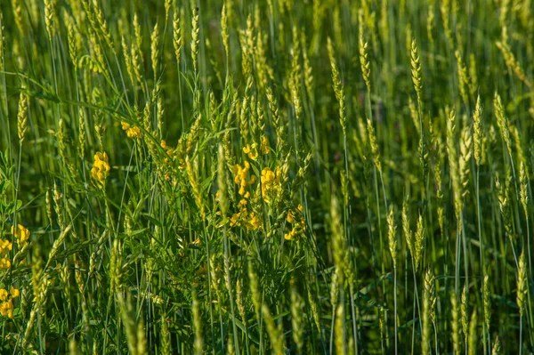 Sommerfoto Weizen Ist Ein Gras Das Weithin Für Sein Saatgut — Stockfoto