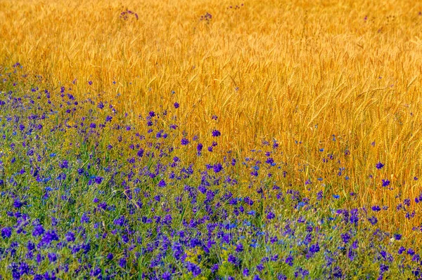 Yaz Fotoğrafı Buğday Tohumu Için Yaygın Olarak Ekilen Bir Ottur — Stok fotoğraf