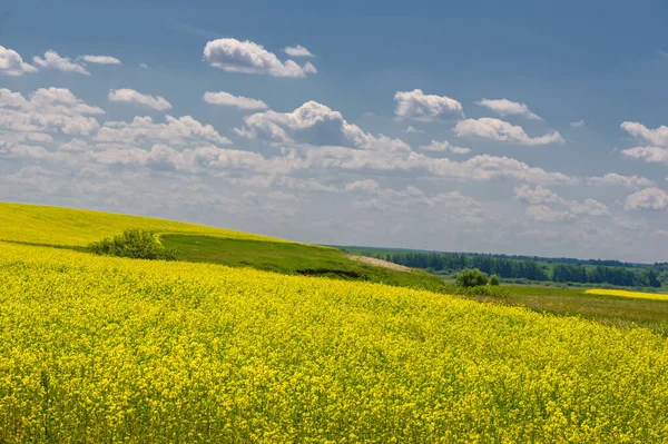 Rapeseed Brassica Napus Subsp Napus Bright Yellow Flowering Cultivated Thanks — Stock Photo, Image