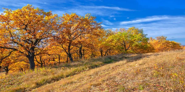 Sonbahar manzarası, yaprak döken ağaçlar çok renkli sarı kırmızı yapraklar, meşeler çok renkli sonbahar yapraklarını döküyor, gözün hüzünlü zamanları - işte cazibesi bu.