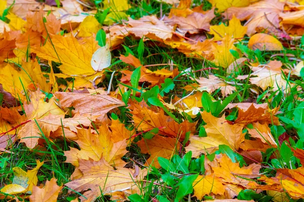 Осенний Кленовый Лист Плоская Структура Высокого Растения Похожая Лезвие Которое Стоковое Изображение