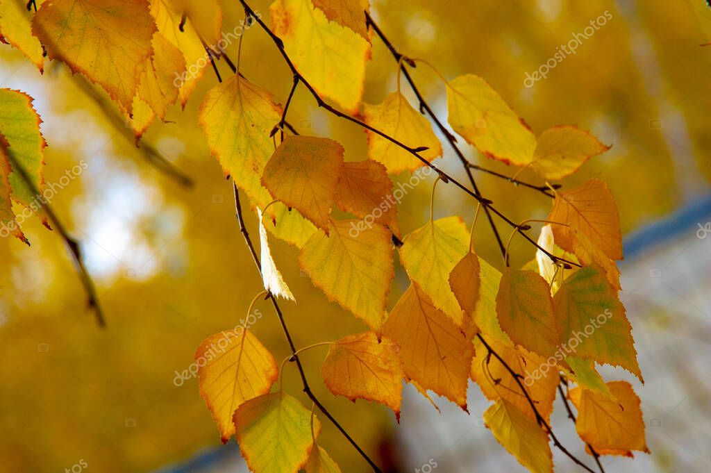 Осенний Лист Березы Фото