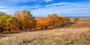 Sonbahar manzarası, yaprak döken ağaçlar çok renkli sarı kırmızı yapraklar, meşeler çok renkli sonbahar yapraklarını döküyor, gözün hüzünlü zamanları - işte cazibesi bu.