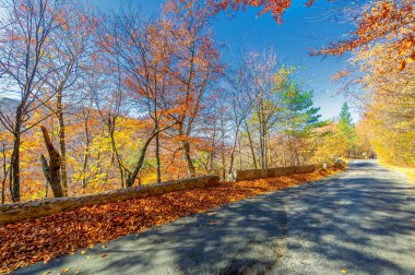 Sonbahar manzarası, Kırım yarımadası boyunca otoyol. Tüm sarı renkler sonbahar ağaçlarını süslüyor.