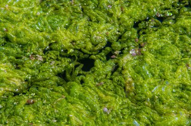 Doğal toksin üretimi yoluyla diğer organizmalar üzerinde olumsuz etkilere yol açan, Zararlı alg tomurcuğu (NAV), genellikle büyük ölçekli ölümlerle ilişkilendirilir.