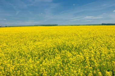 Kolza tohumu (Brassica napus subsp. Petrol zengini tohumlar sayesinde yetişen parlak sarı çiçekli kanola, önemli bir sebze yağı kaynağı ve protein unu kaynağıdır..