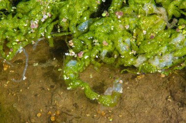 Doğal toksin üretimi yoluyla diğer organizmalar üzerinde olumsuz etkilere yol açan, Zararlı alg tomurcuğu (NAV), genellikle büyük ölçekli ölümlerle ilişkilendirilir.