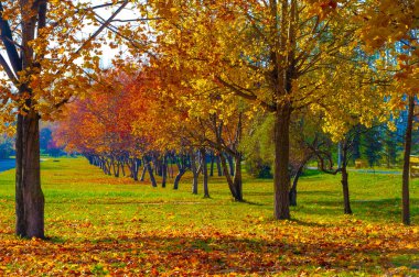 Sonbahar manzarası, fotoğraftaki sonbahar çizimi, sarı bordo kırmızı yapraklar, yaz dilekçesi, neşeli resimler.