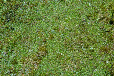 Doğal toksin üretimi yoluyla diğer organizmalar üzerinde olumsuz etkilere yol açan, Zararlı alg tomurcuğu (NAV), genellikle büyük ölçekli ölümlerle ilişkilendirilir.