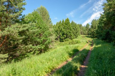 Yaz fotoğrafları, tepeler, tepeler, huş ağaçları dağların yamaçlarında yetişir. Yamaç boyunca dönen toprak bir yol, sıcak yaz günleri.