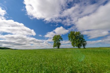 Bahar fotoğrafçılığı, genç mısır gevreği çekimleri. Olgunlaşmış buğday. Parlak güneşin altında yeşil fotosentez filizleri. Fosfor ve nitrojen gübreleri tanıtıldı